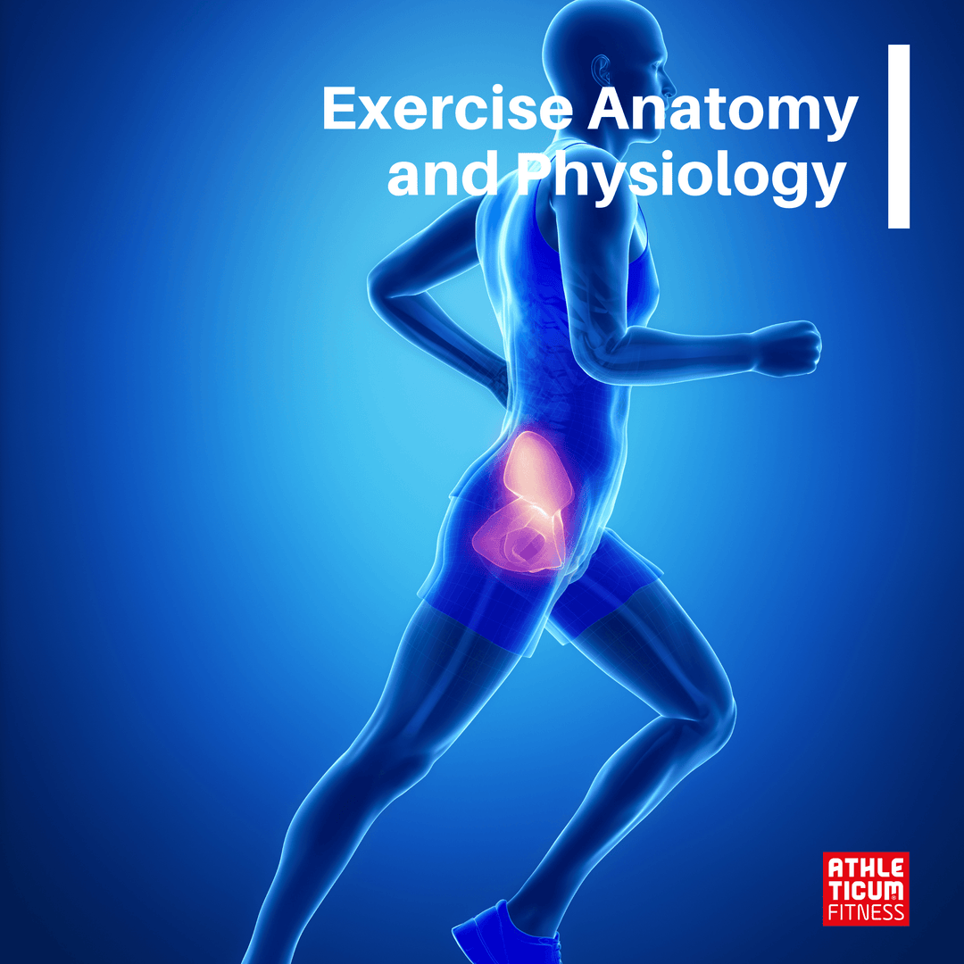 Exercise Anatomy and Physiology Module - Athleticum Fitness